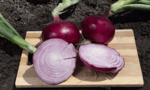 Red Sensation Onion (Treated Seed)