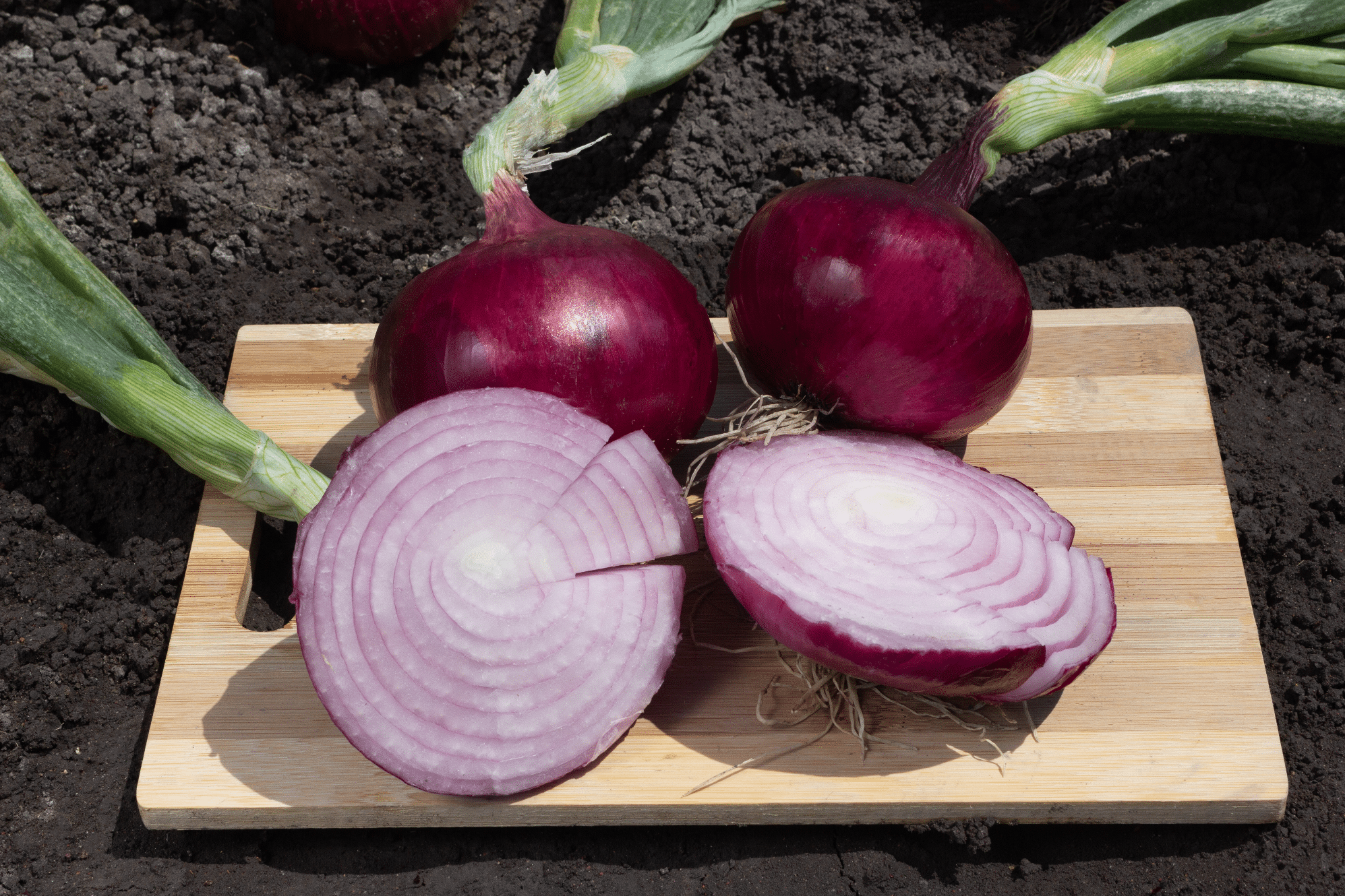Red Sensation Onion (Treated Seed)