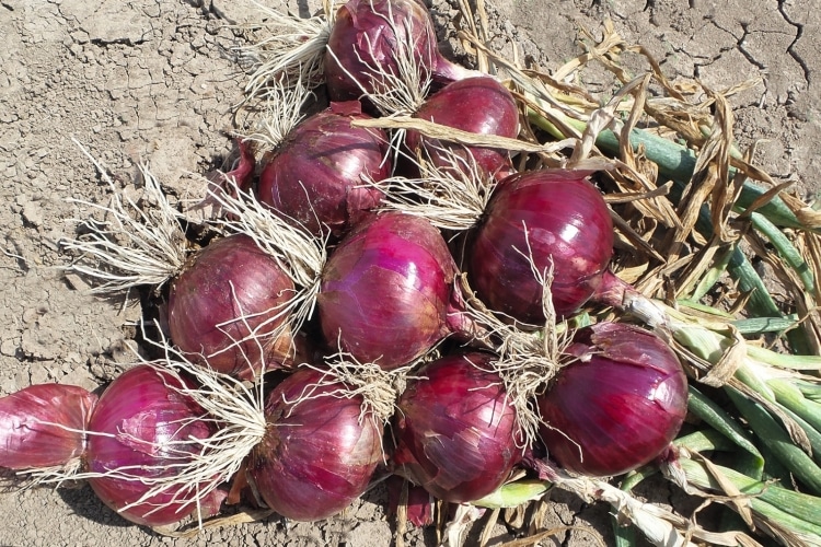 Red Sensation Onion (Treated Seed) - Image 2