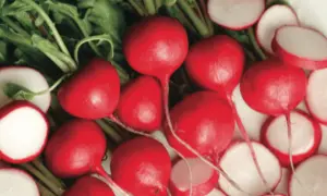 Red Castle Radish (Not Treated)