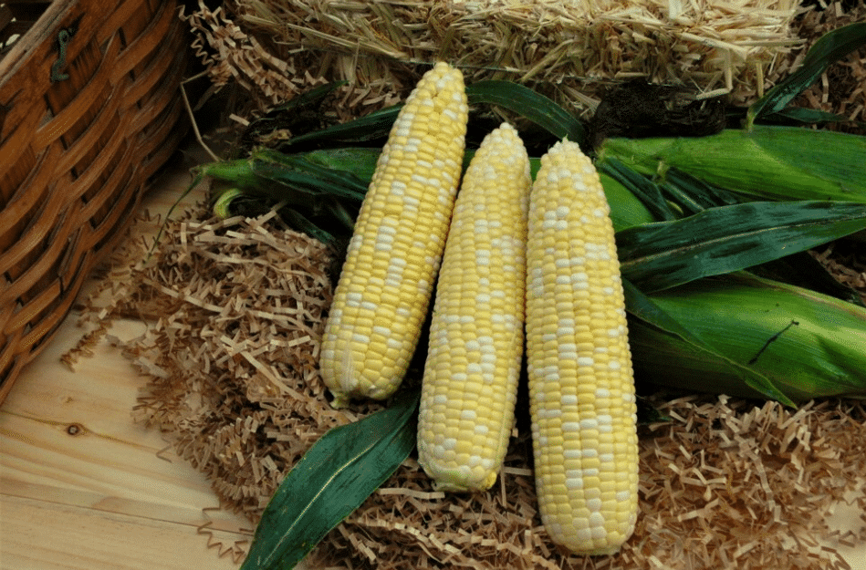 Signature XR Sweet Corn (Cruiser)