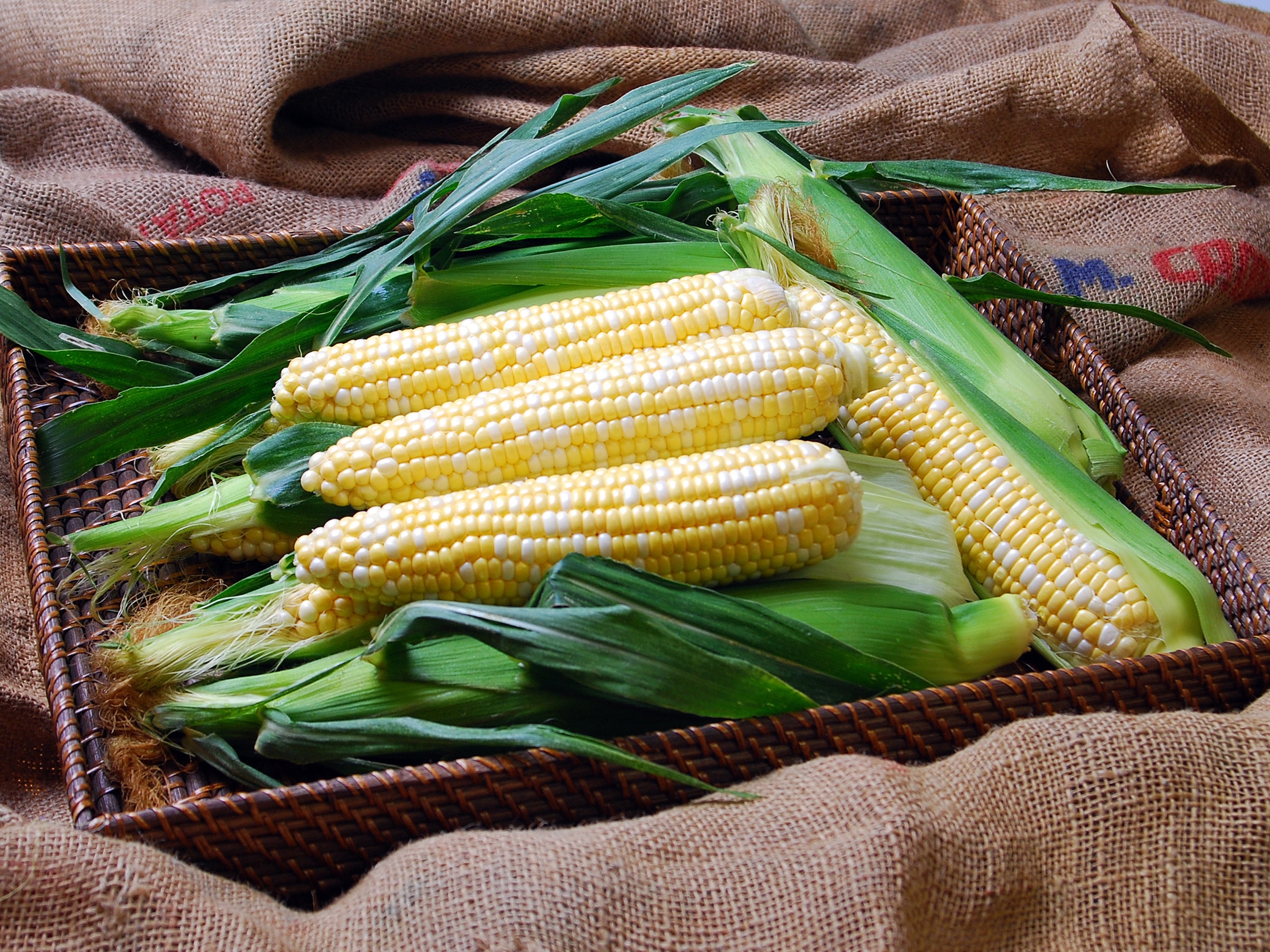 Solstice Sweet Corn (Cruiser Treated)