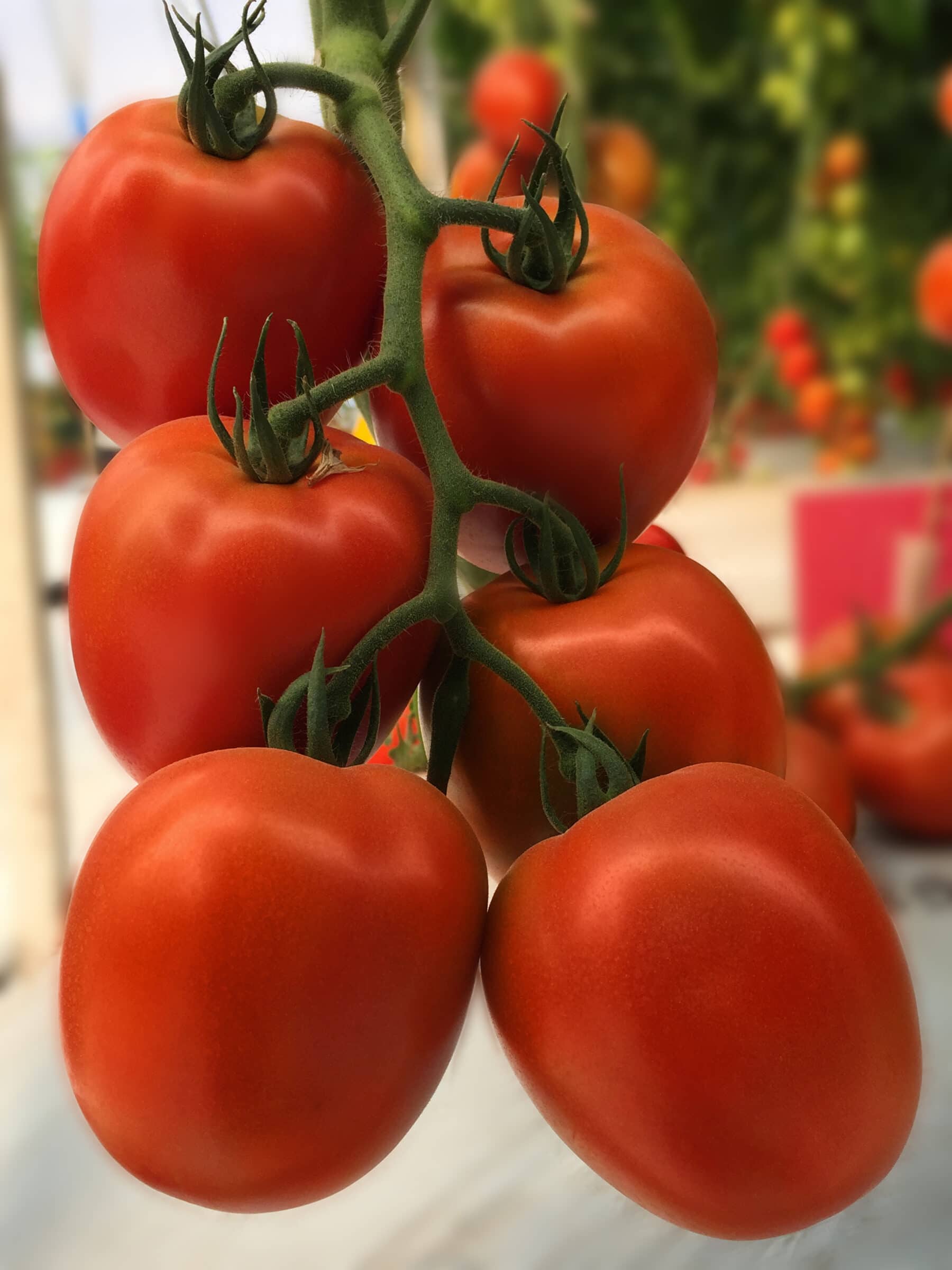 Villa Tomato (Pelleted)
