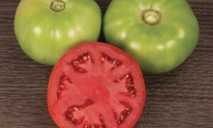 Varsity Tomato (Pelleted)