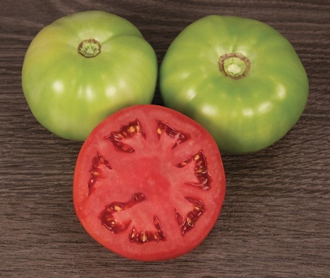 Varsity Tomato (Pelleted)