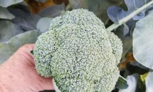 Abrams Broccoli (Treated Seed)