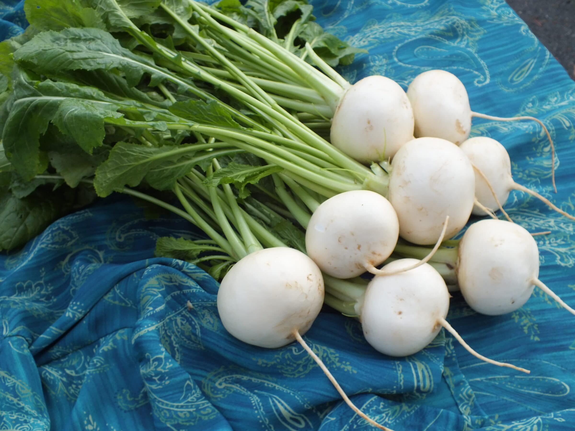 Bella Luna Turnip (Treated Seed)