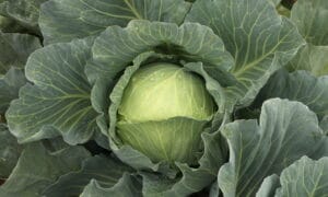 Botran Cabbage (Not Treated)