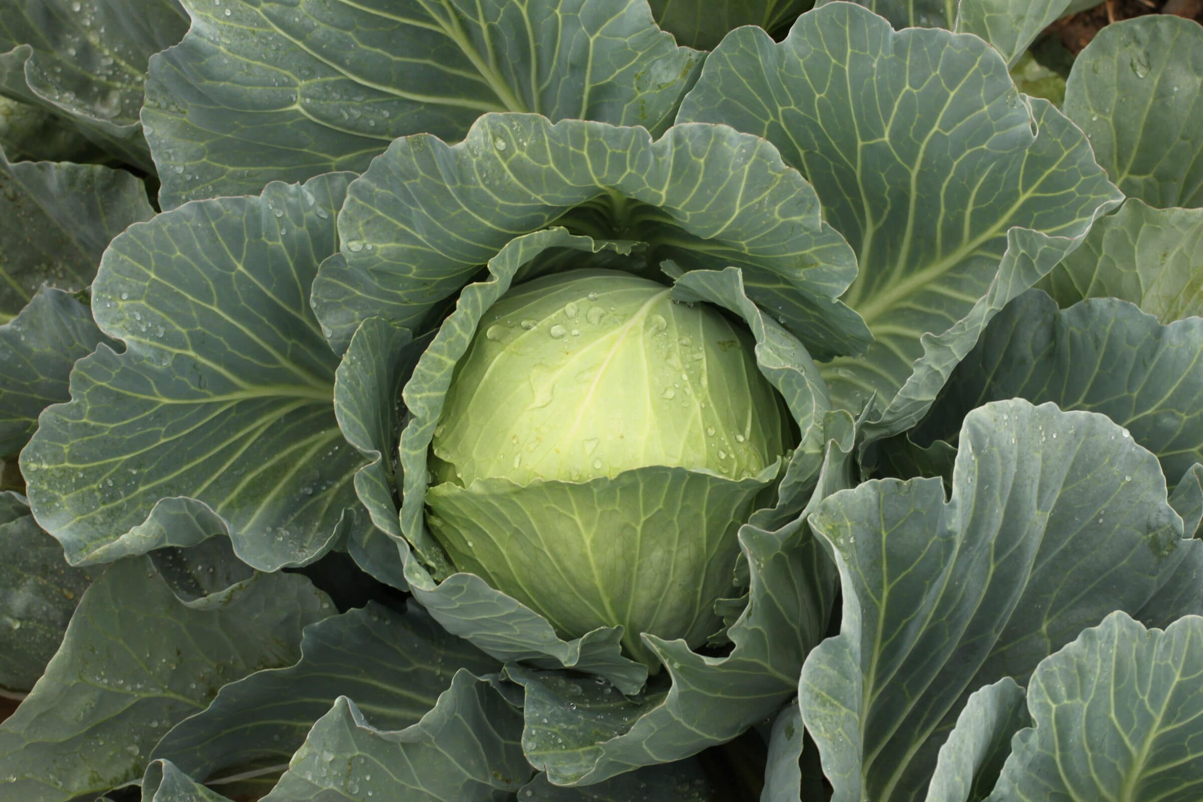 Botran Cabbage (Treated Seed)