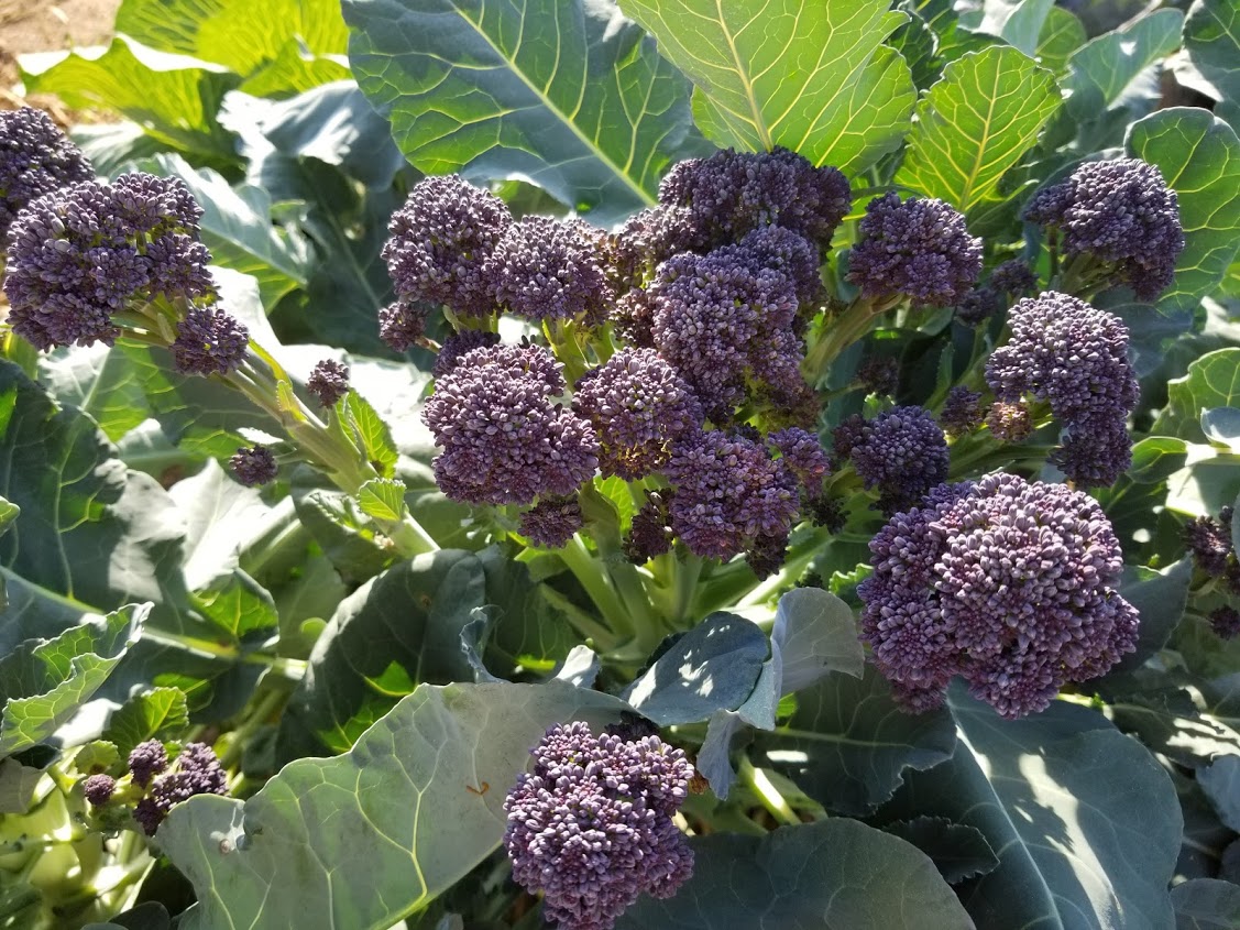 Burgundy Broccoli (Not Treated) - Image 3