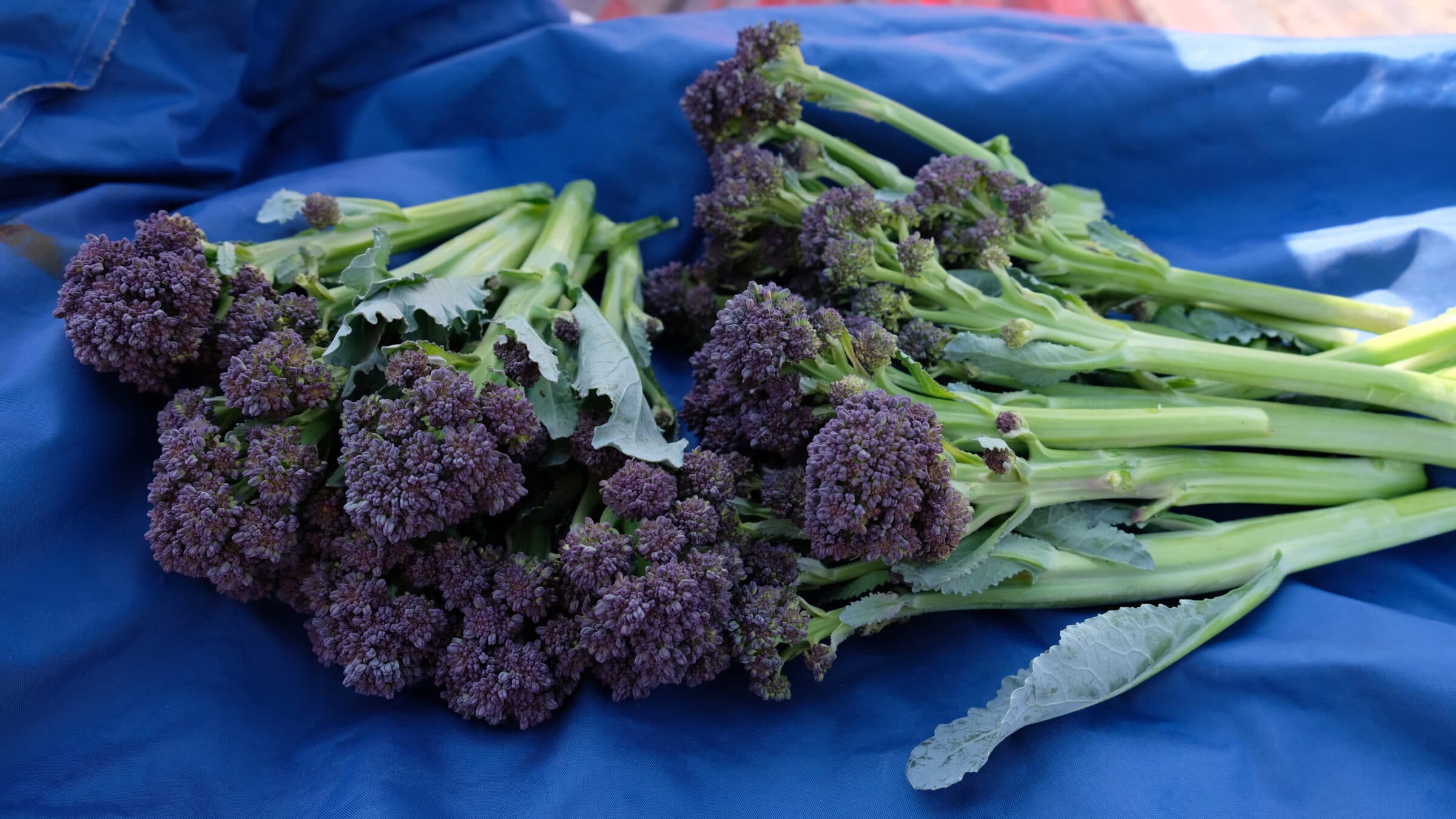 Burgundy Broccoli (Not Treated) - Image 4
