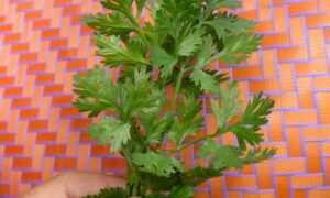 Cilantro Cruiser (Not Treated)