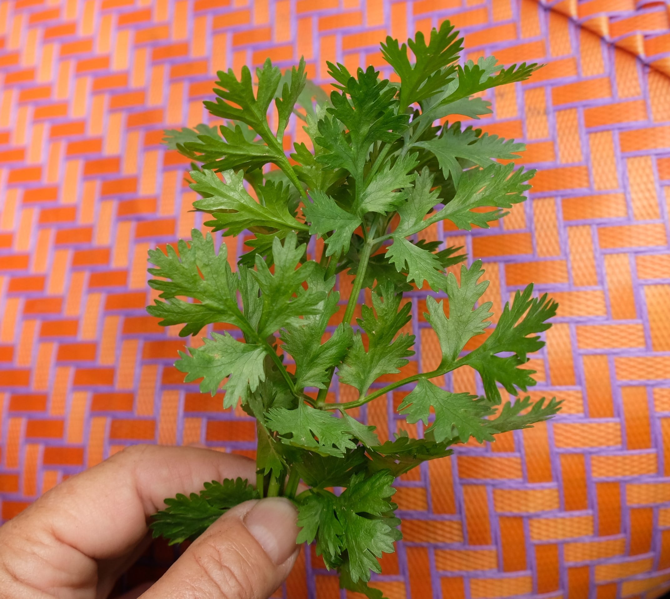 Cilantro Cruiser (Not Treated)
