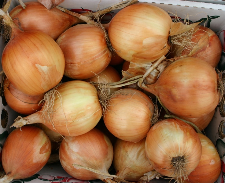 Expression Onion (Not Treated) - Image 2