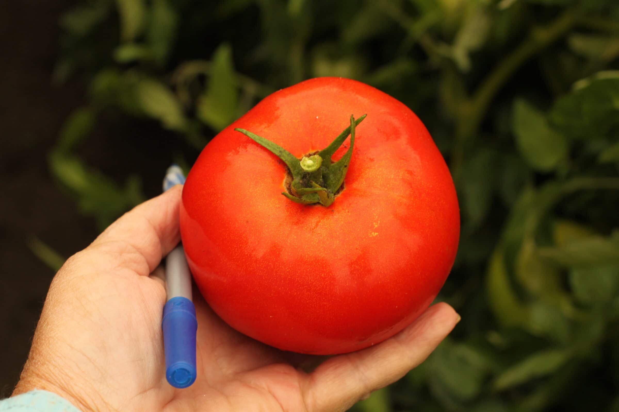 Mountain Gem Tomato (Pelleted)
