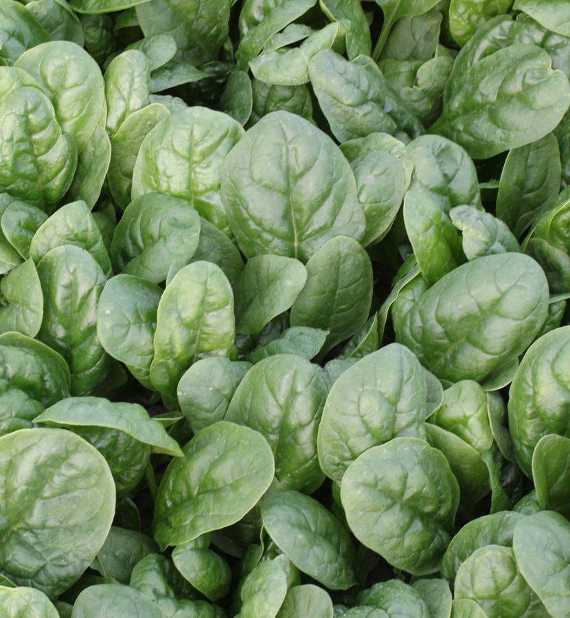 Sioux Spinach (Treated Seed)