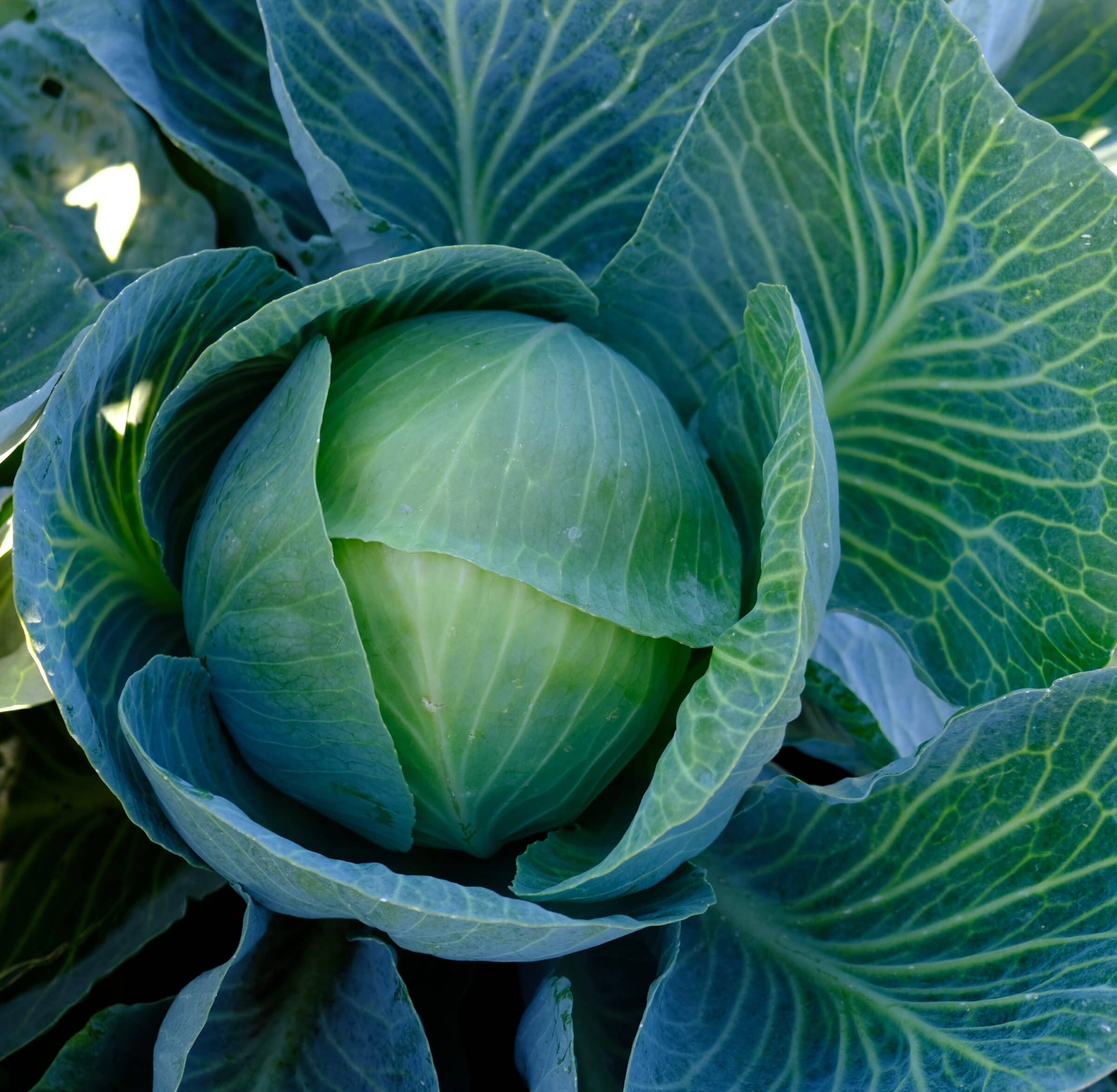Zacapa Cabbage (Not Treated)