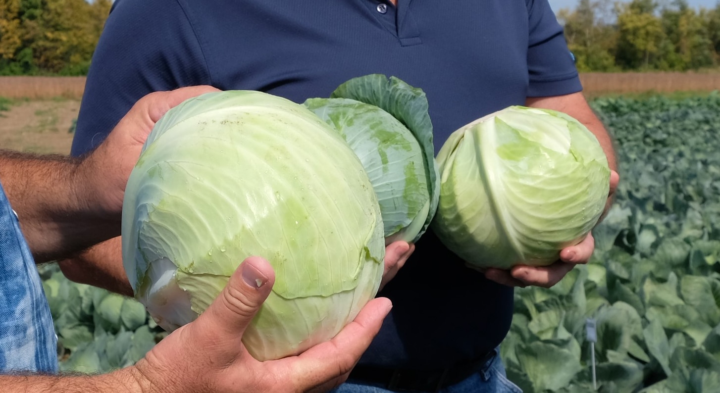 Zacapa Cabbage (Not Treated) - Image 2