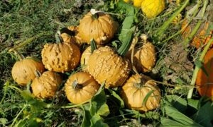 Grizzly Bear Pumpkin (Farmore)