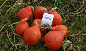 Red October Squash (Farmore)