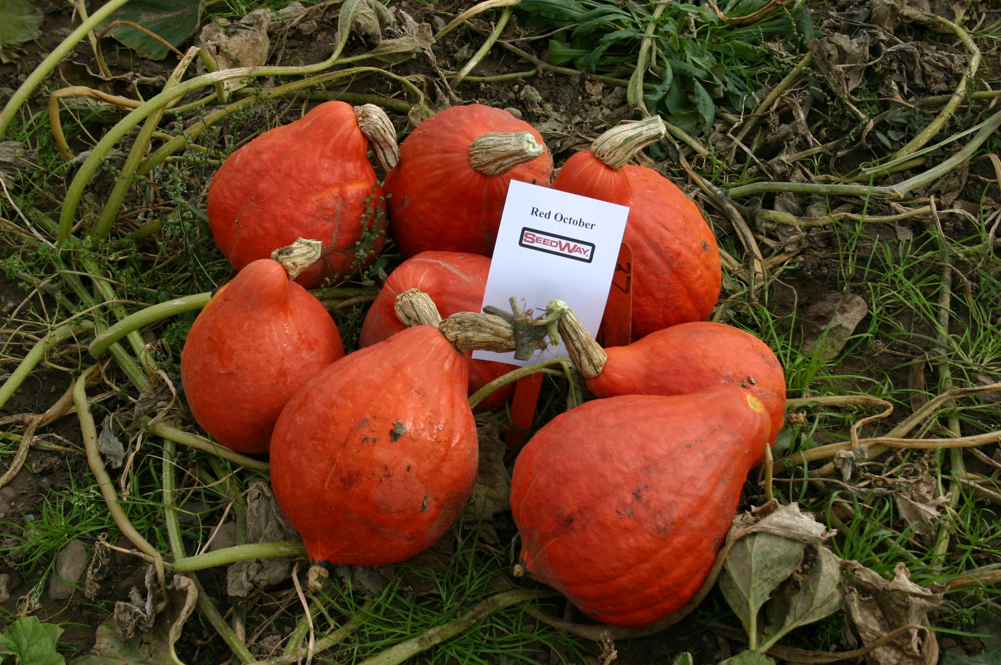 Red October Squash (Farmore)