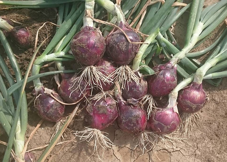 Red Spring Onion (Treated Seed) - Image 2
