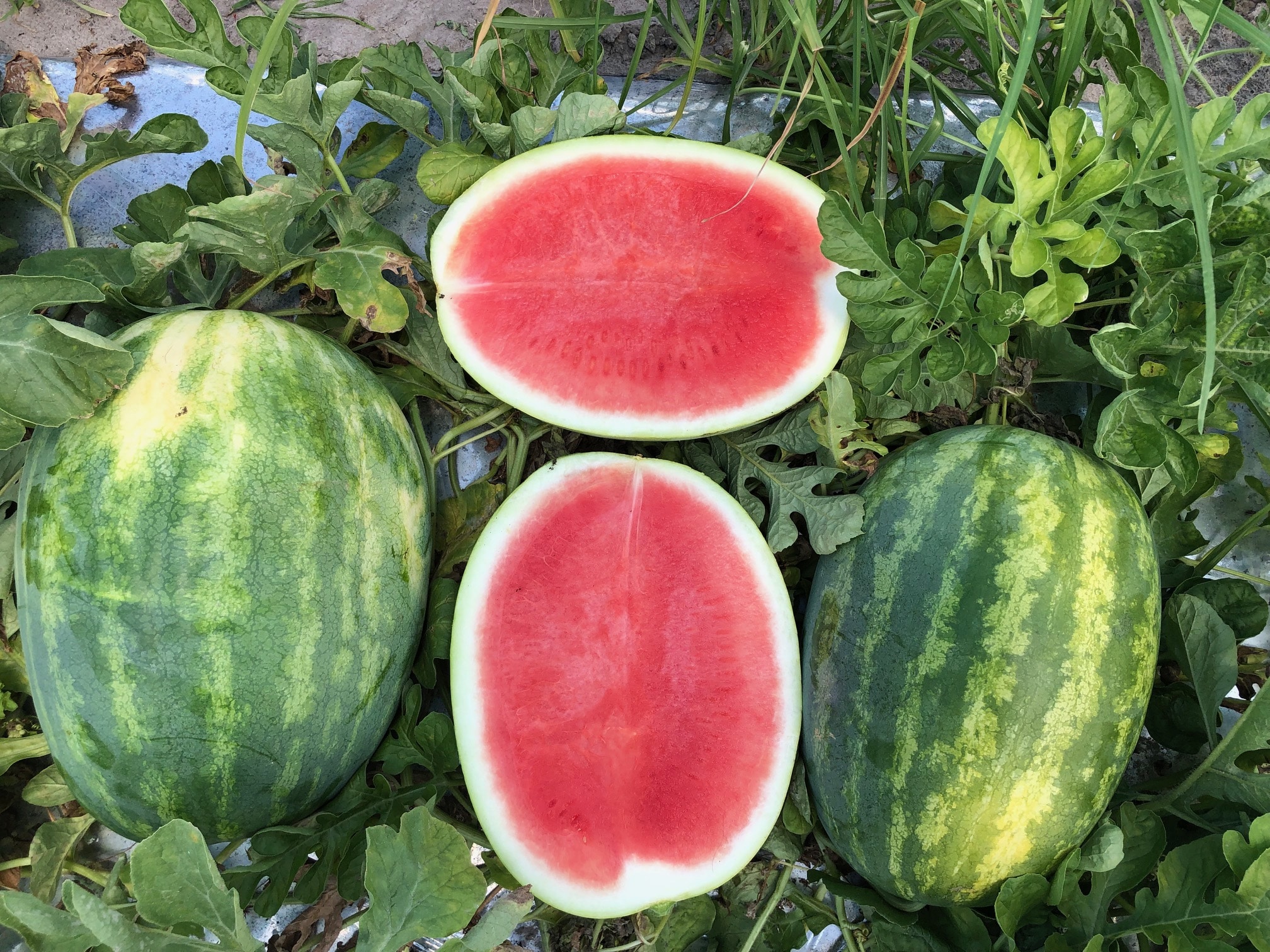 Shoreline Watermelon (Not Treated)