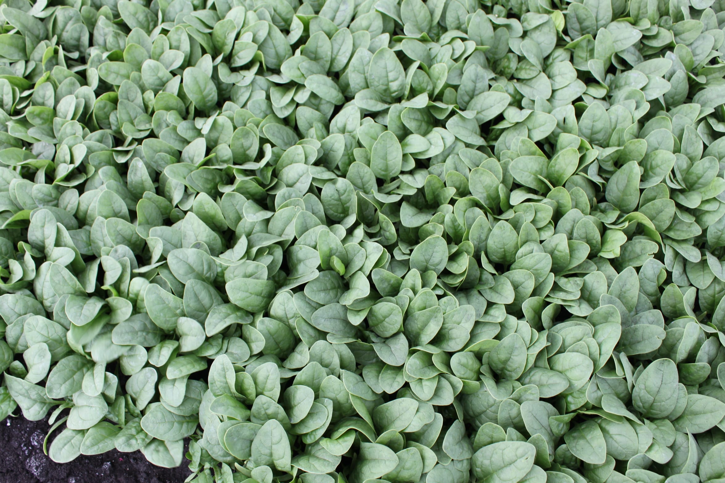 Ashley Spinach (Not Treated) - Image 2