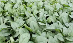 Ashley Spinach (Not Treated)