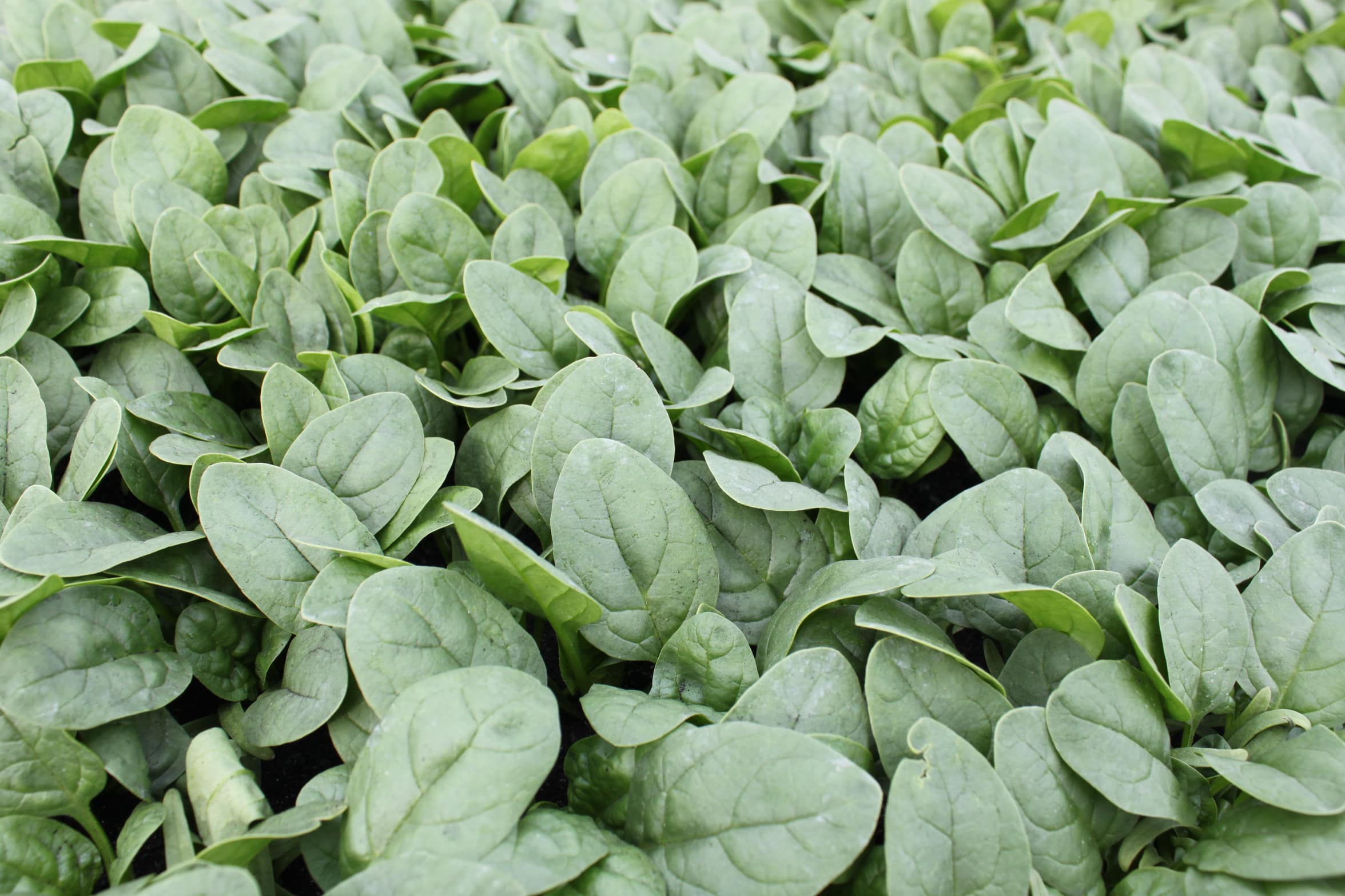 Ashley Spinach (Not Treated)