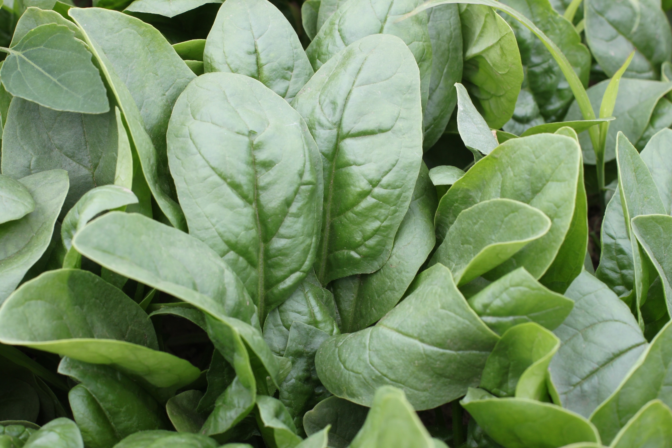 Aztec Spinach (Treated Seed)