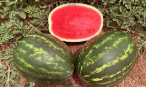 Guardsman Watermelon (Primed, Farmore)