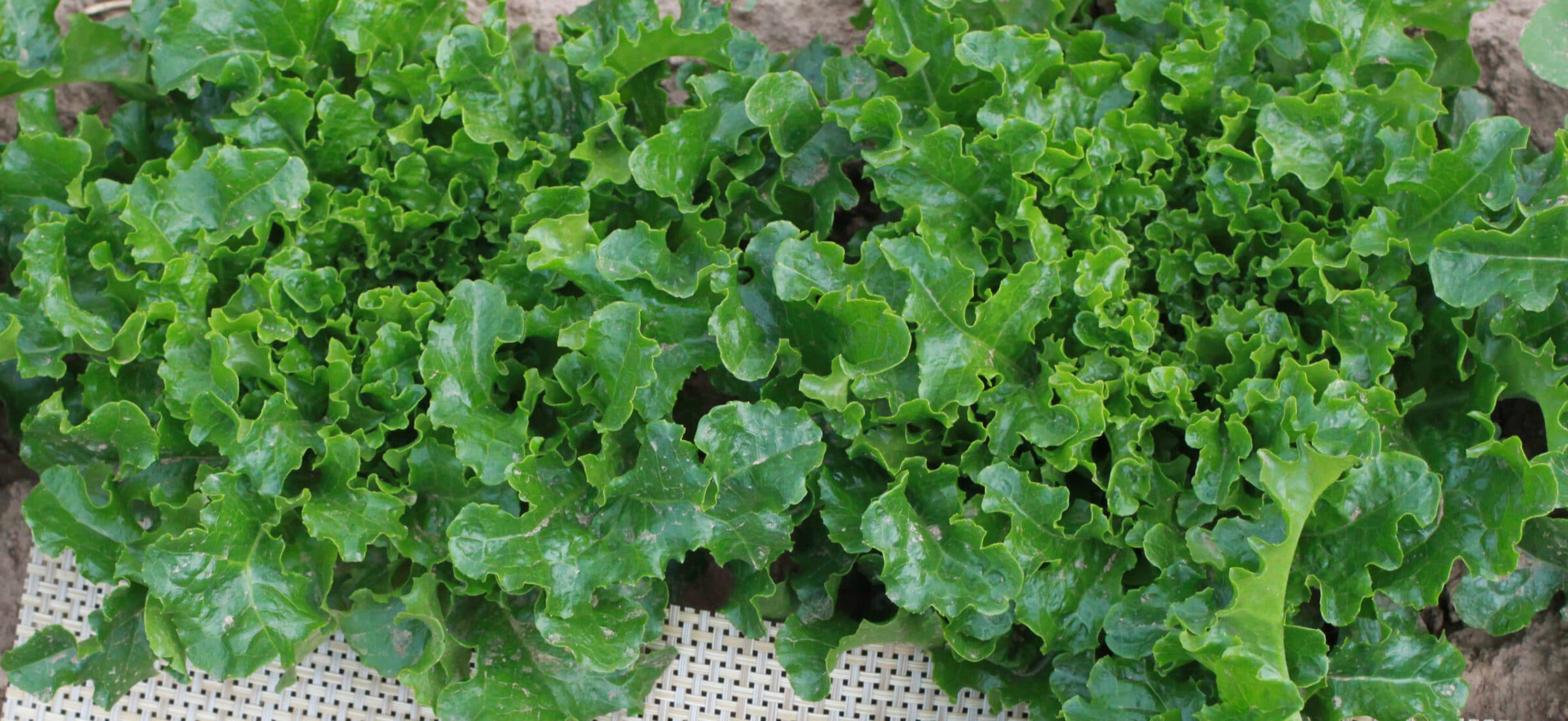 Beijing Green Lettuce (Not Treated)