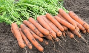 Aranka Carrot (Not Treated)