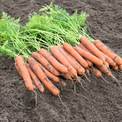 Aranka Carrot (Not Treated)