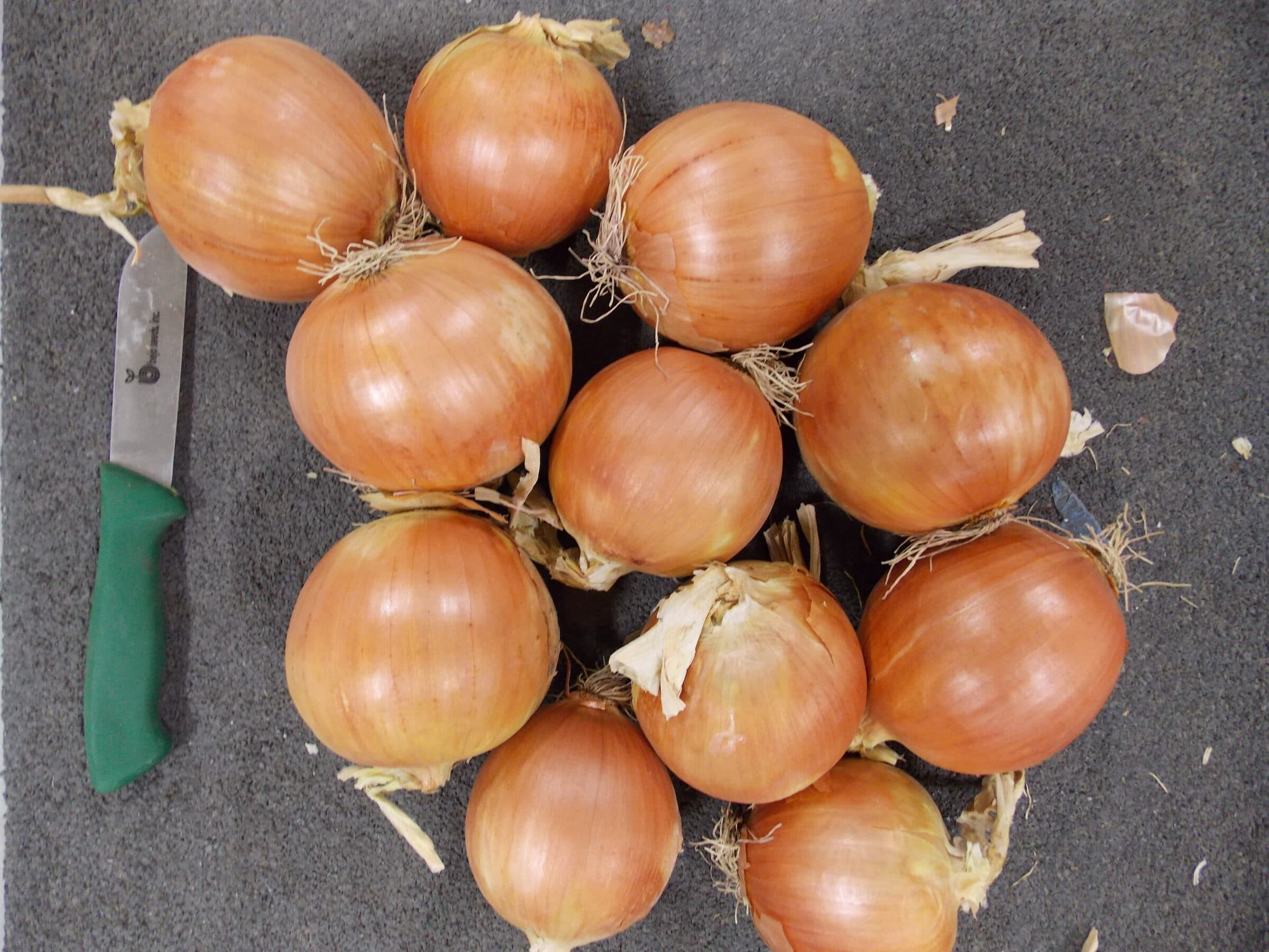 Dawson Onion (Pelleted) - Image 2