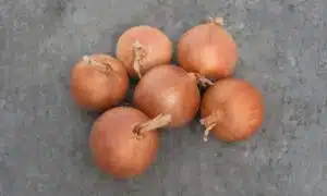 Hamilton (Treated Seed)