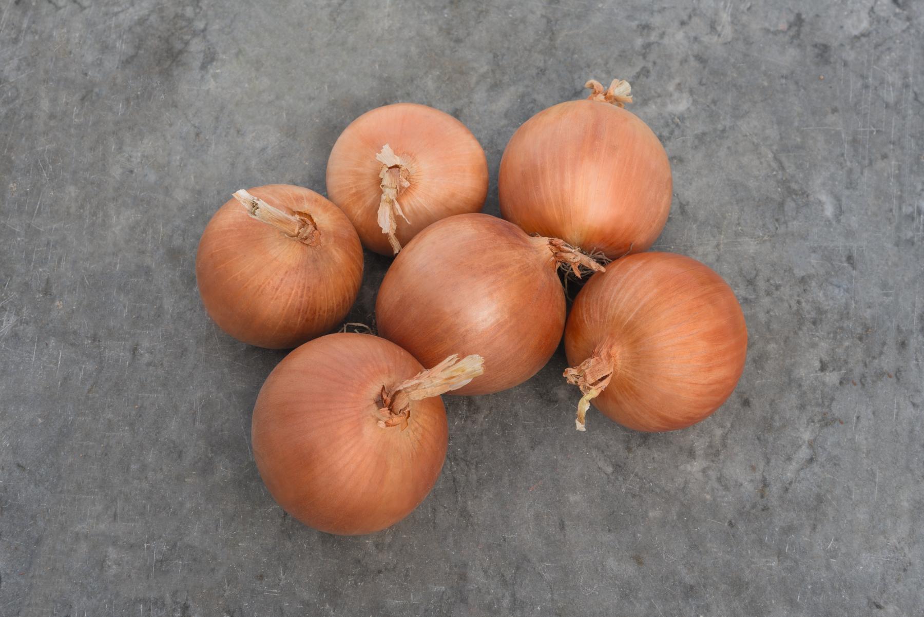 Hamilton (Treated Seed)