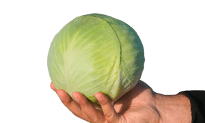 Kaluga Cabbage (Treated Seed)