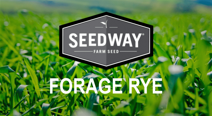 Grazemaster Winter Forage Rye