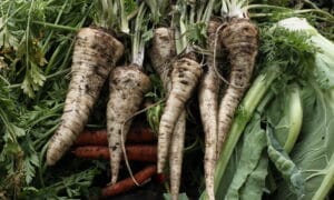 Parsley Root Arat (Untreated, BMox, Primed) - Seed Coating Approved For Organic Growers