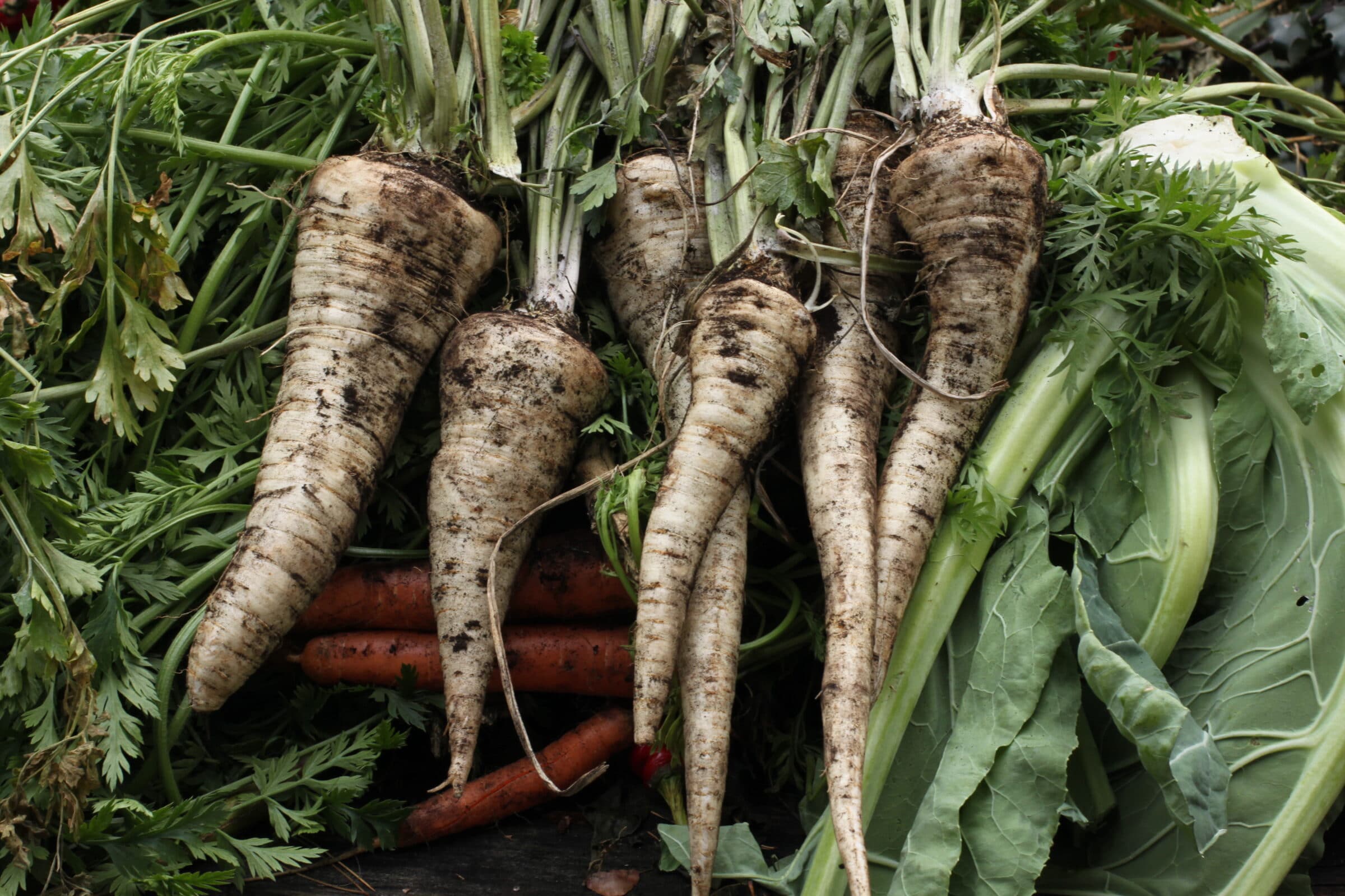 Parsley Root Arat (Untreated, BMox, Primed) - Seed Coating Approved For Organic Growers