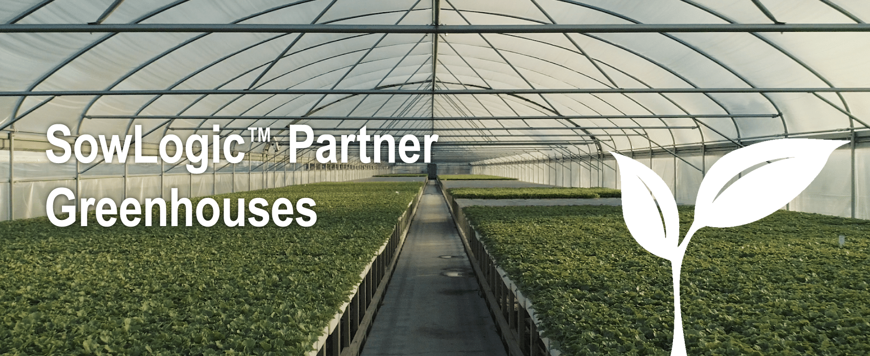 A dramatic view of a greenhouse growing watermelons