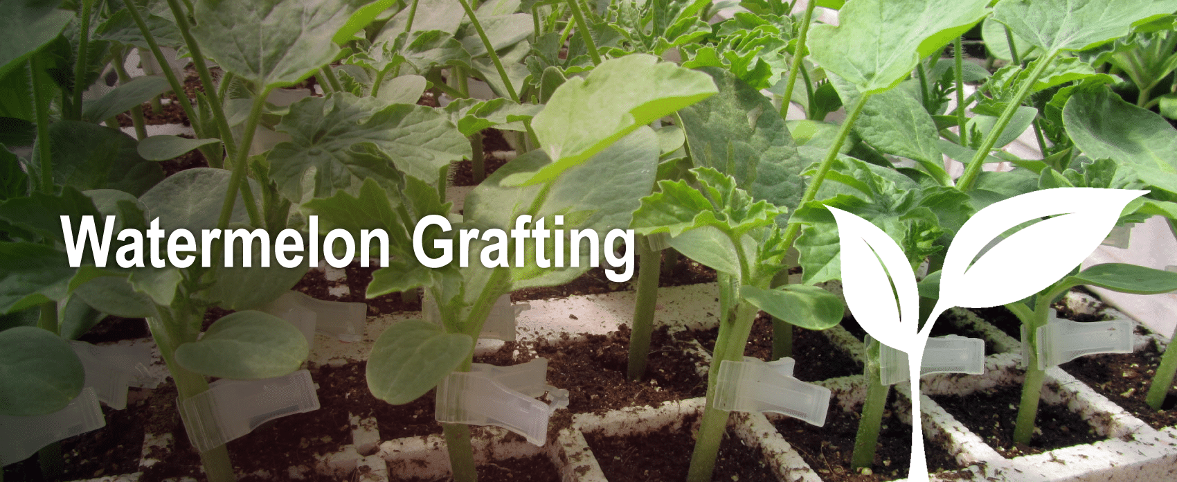 Grafting sprouts of watermelon plants
