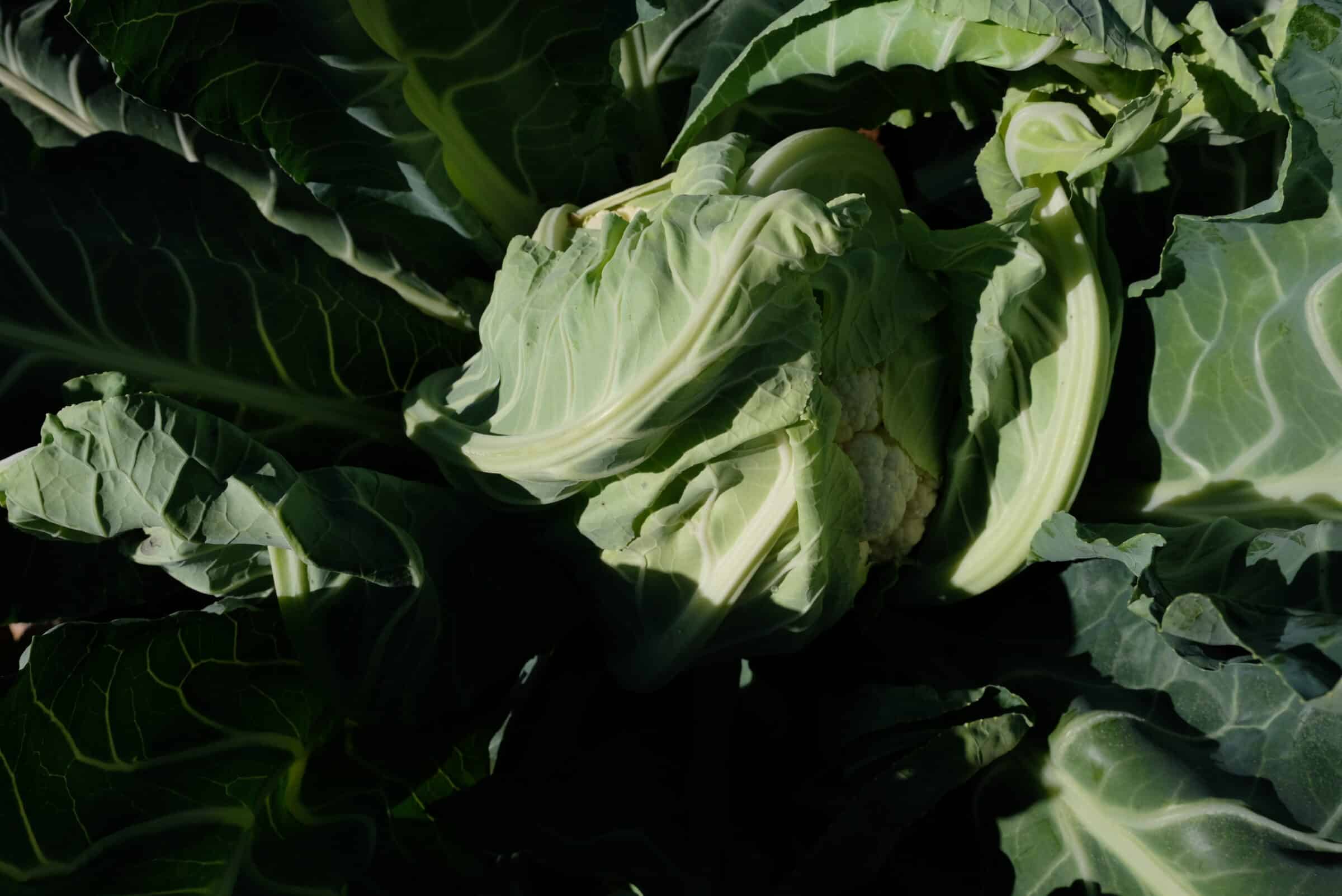 Twister Cauliflower (Treated Seed) - Image 2