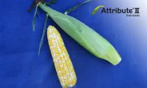 Quick Trip Sweet Corn (Attribute II) (Cruiser Treated)