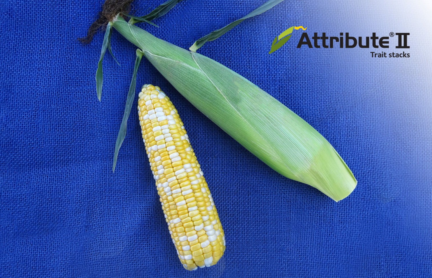 Quick Trip Sweet Corn (Attribute II) (Cruiser Treated)