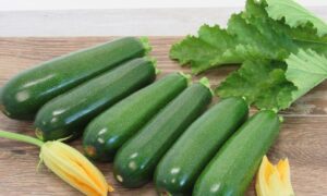 Renegade Zucchini (Farmore treated)