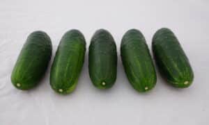 Super Max Cucumber (Farmore Treated)