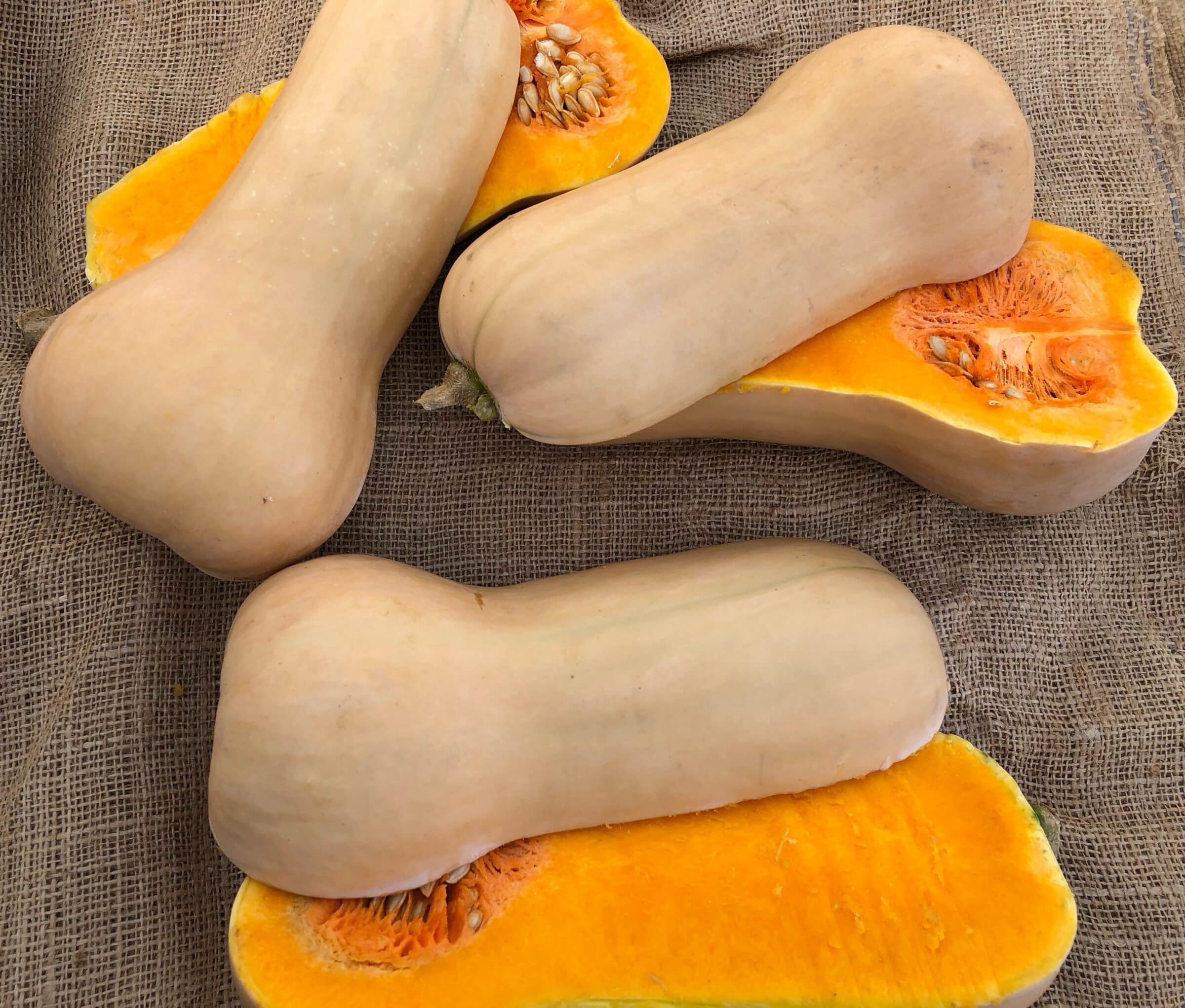 Waltham Seneca Strain Squash (Not Treated)